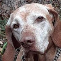 Jutalomfalatok izesítés szerint